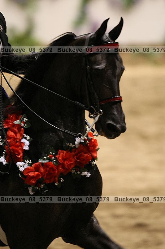 Proof buckeye_08_5379