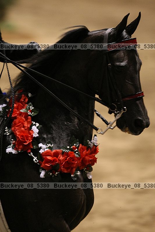 Proof buckeye_08_5380