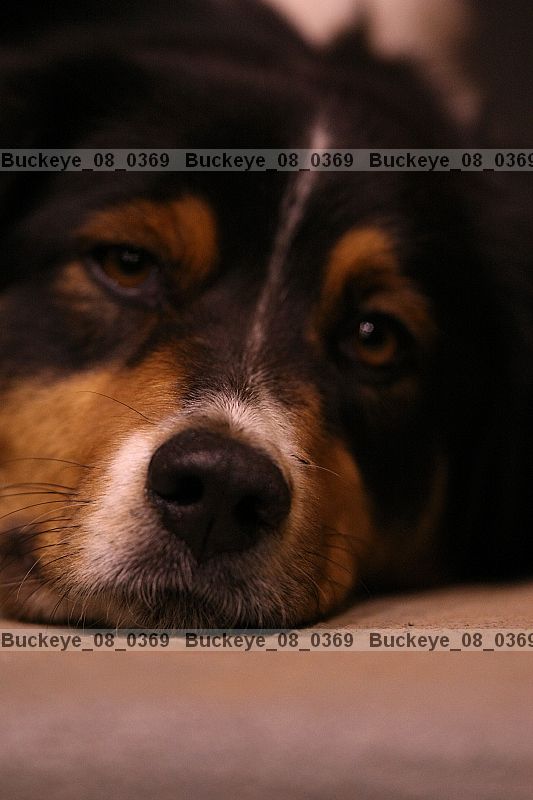 Proof buckeye_08_0369