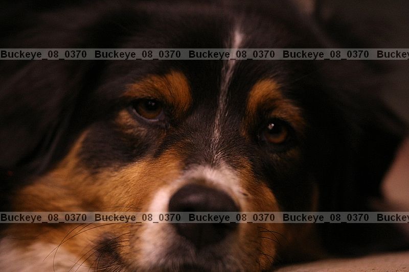 Proof buckeye_08_0370