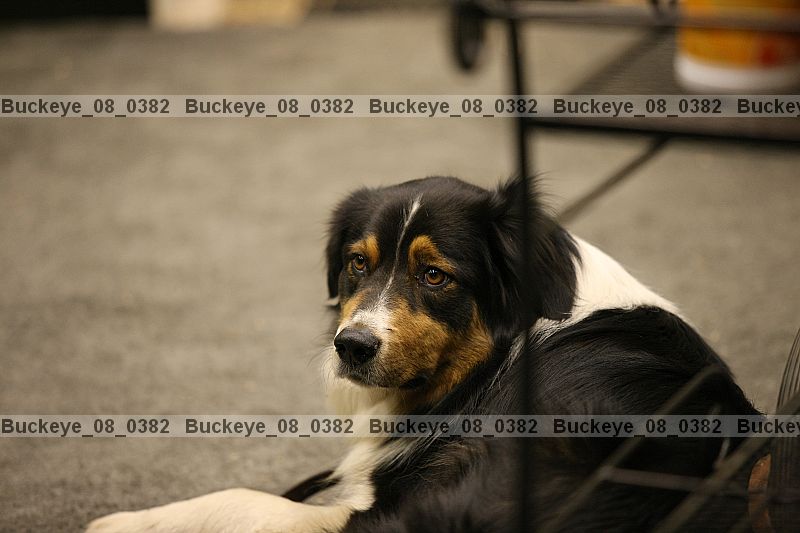 Proof buckeye_08_0382