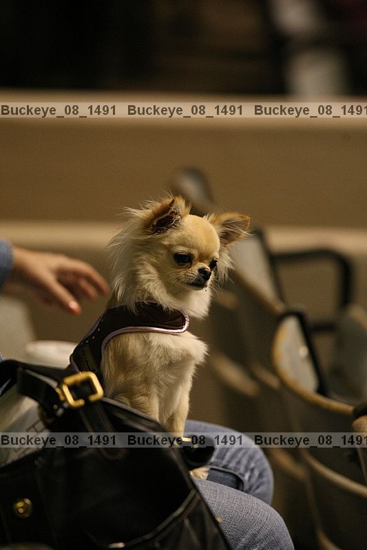 Proof buckeye_08_1491
