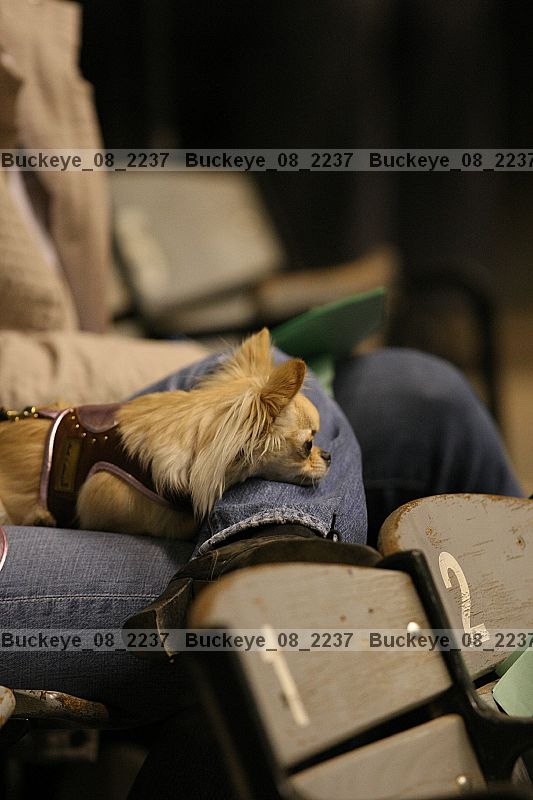 Proof buckeye_08_2237