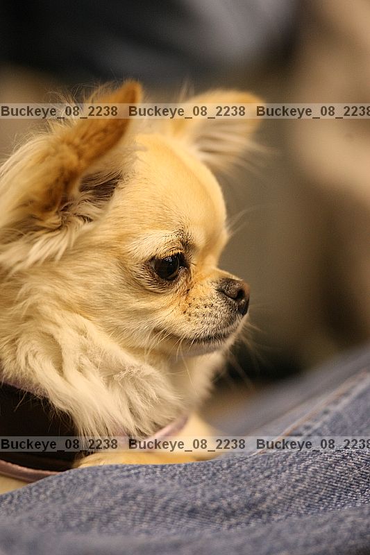 Proof buckeye_08_2238