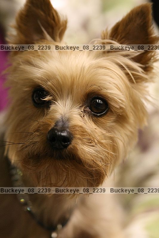 Proof buckeye_08_2239
