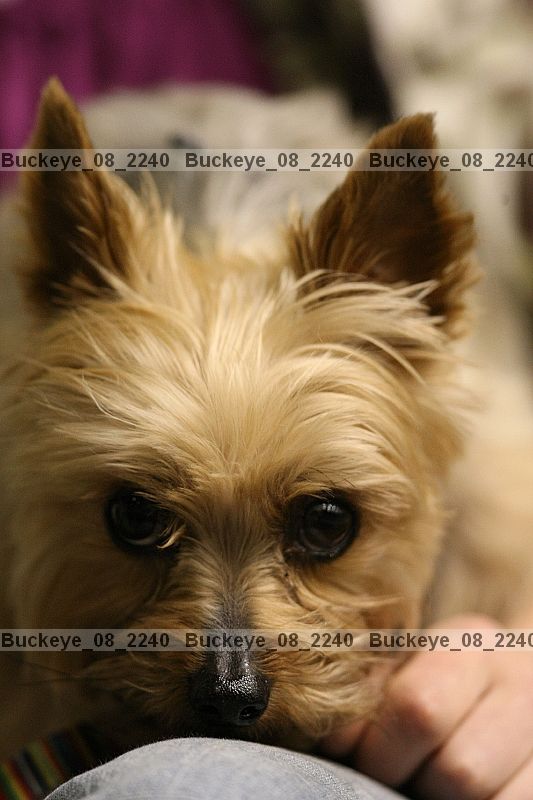 Proof buckeye_08_2240