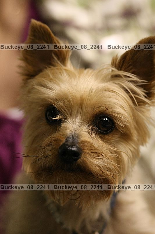 Proof buckeye_08_2241
