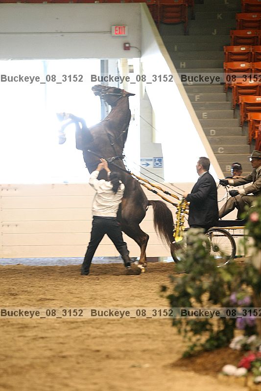 Proof buckeye_08_3152