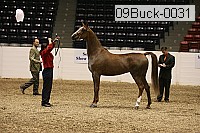 09buck-0031 proof