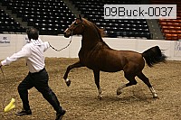 09buck-0037 proof