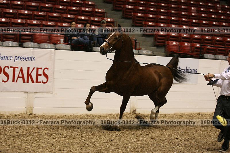 Proof 09buck-0042