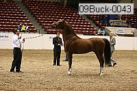 09buck-0043 proof