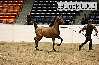 09buck-0052 proof
