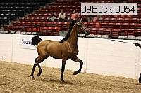 09buck-0054 proof