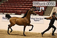 09buck-0056 proof