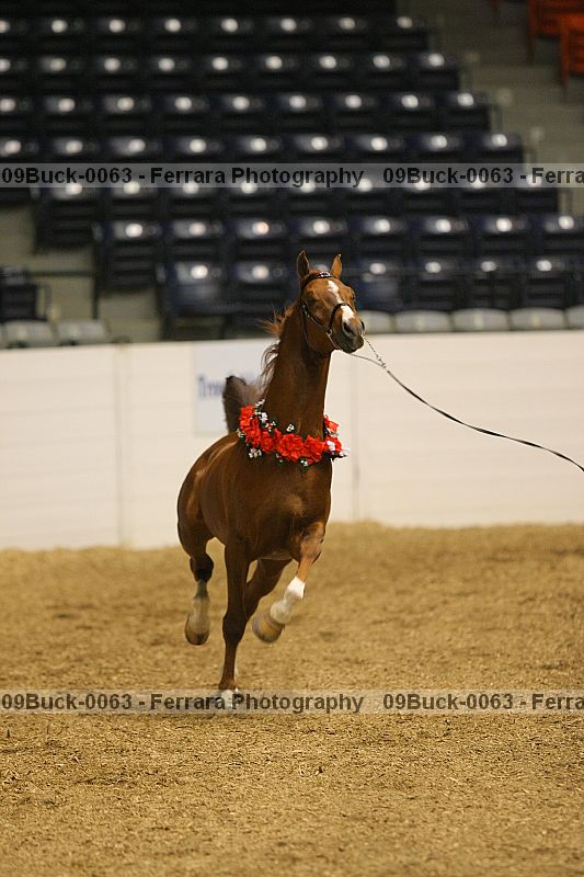 Proof 09buck-0063