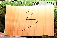 09buck-0064 proof