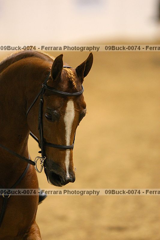 Proof 09buck-0074