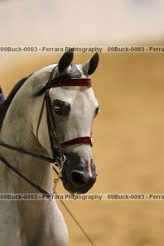 Proof 09buck-0093