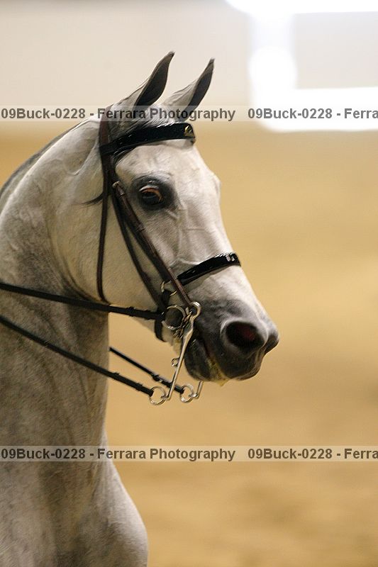 Proof 09buck-0228