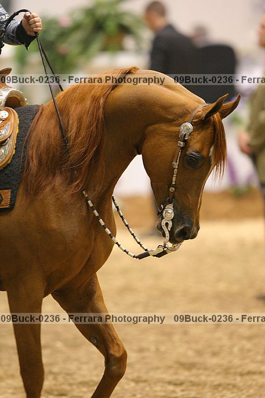 Proof 09buck-0236