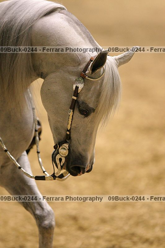 Proof 09buck-0244