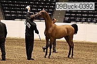 09buck-0392 proof