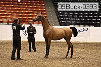 09buck-0393 proof