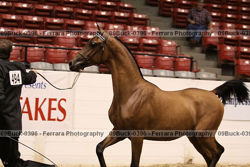 Proof 09buck-0396