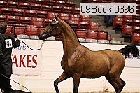 09buck-0396 proof