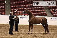 09buck-0403 proof