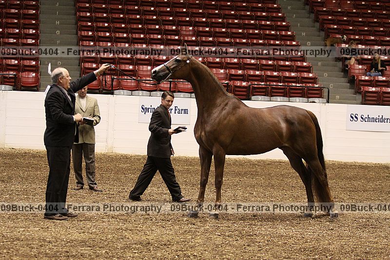 Proof 09buck-0404