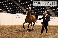 09buck-0411 proof