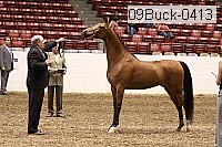 09buck-0413 proof