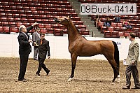 09buck-0414 proof