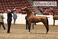 09buck-0416 proof