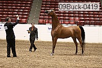09buck-0419 proof