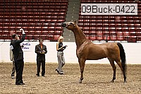 09buck-0422 proof