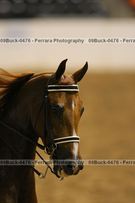 Proof 09buck-0476