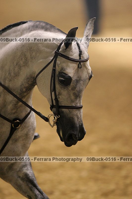 Proof 09buck-0516