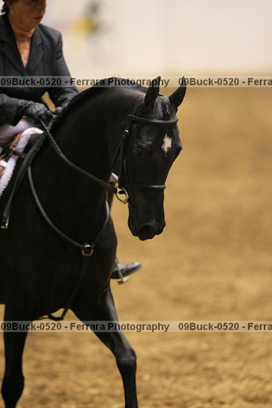 Proof 09buck-0520