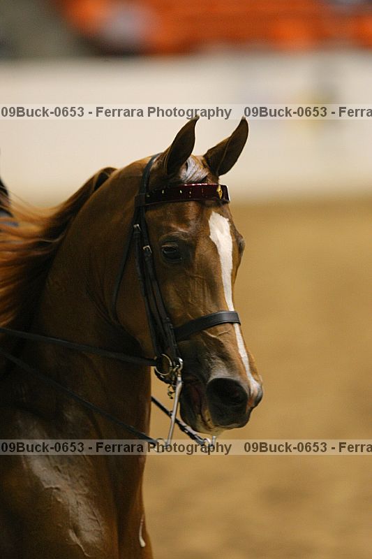 Proof 09buck-0653