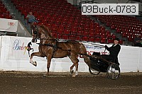 09buck-0783 proof