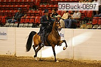 09buck-0897 proof
