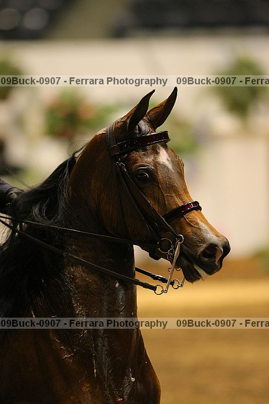 Proof 09buck-0907