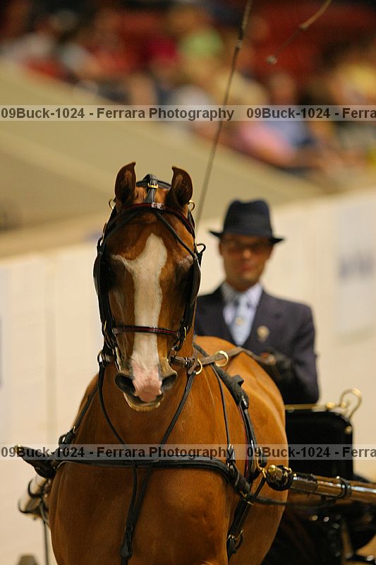 Proof 09buck-1024