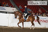 09buck-1085 proof