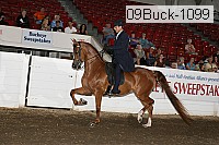 09buck-1099 proof