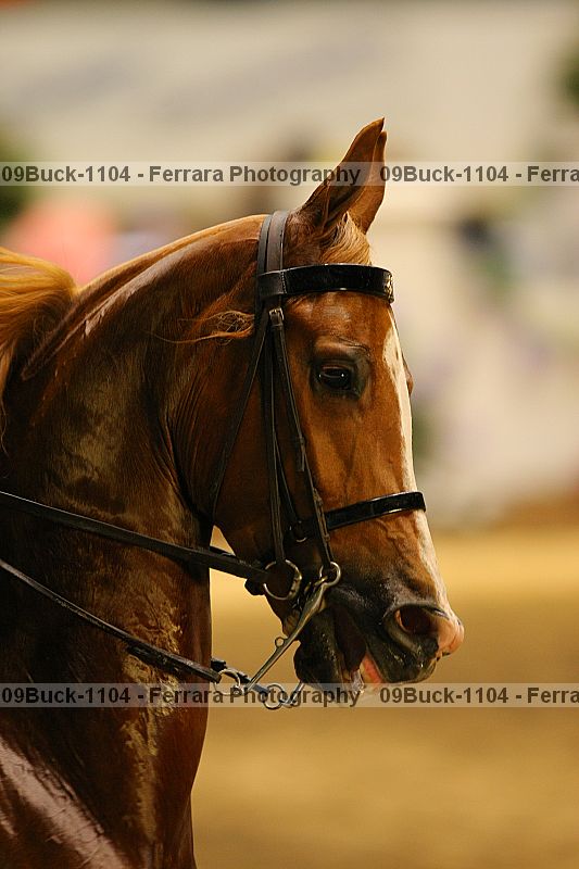 Proof 09buck-1104