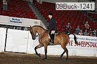09buck-1241 proof